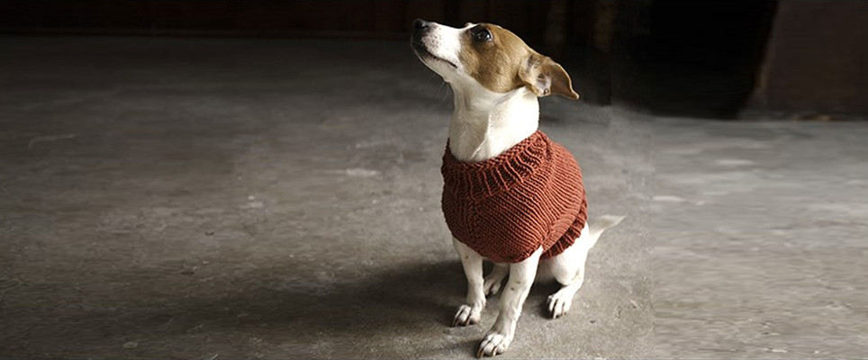 Free dog sweater shop knitting pattern straight needles