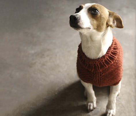 knitted dog sweater pattern for charity 