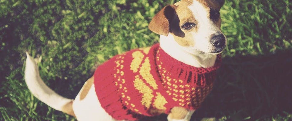 Do dogs need jumpers? We investigate dog coats!