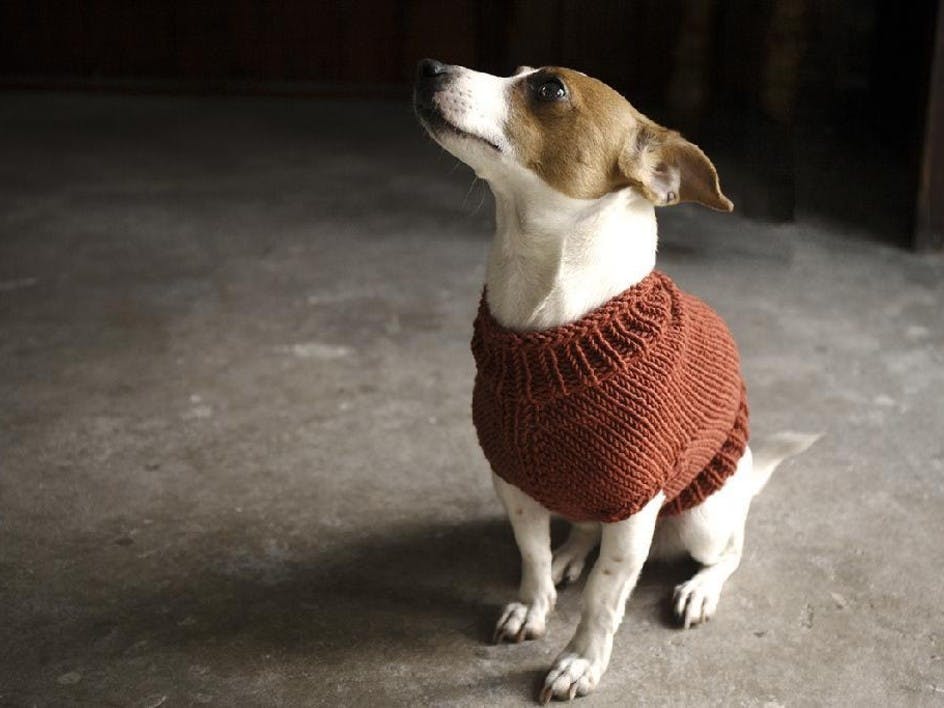 Top 5 free dog sweater knitting patterns