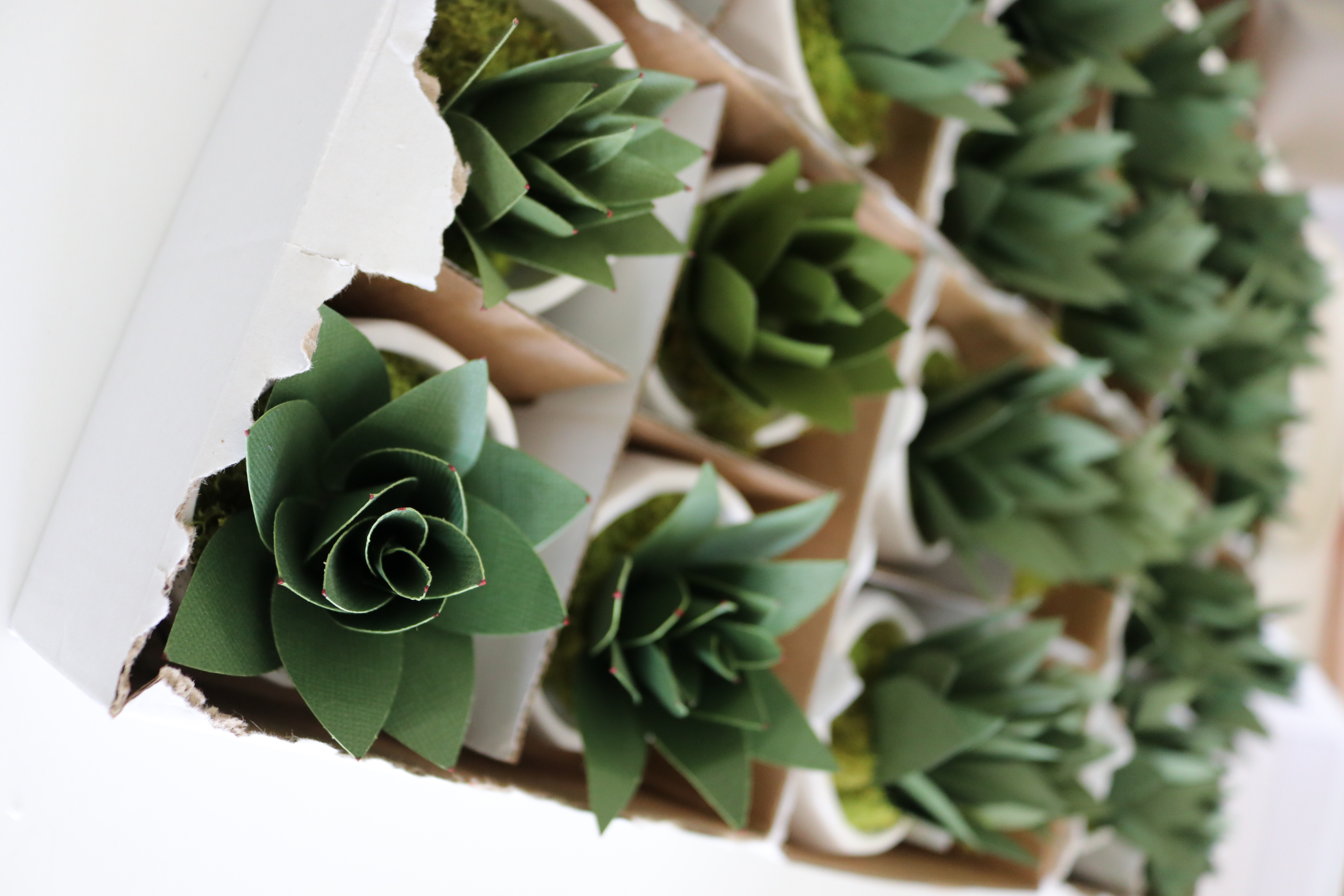 Make your own pretty paper succulents!