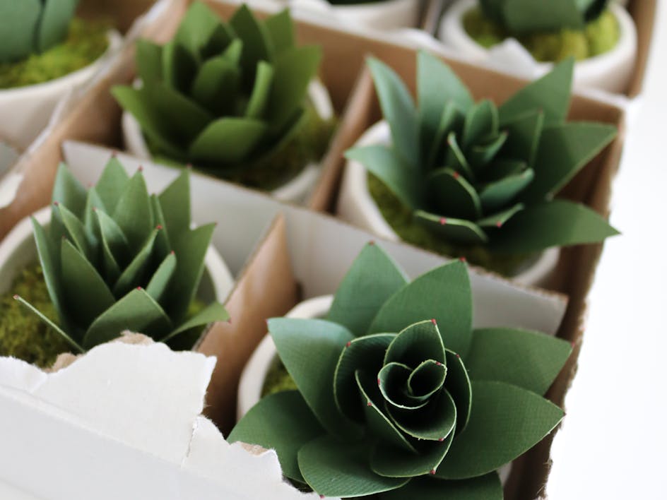 Make your own pretty paper succulents!