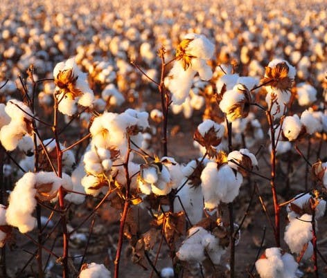 Growing cotton