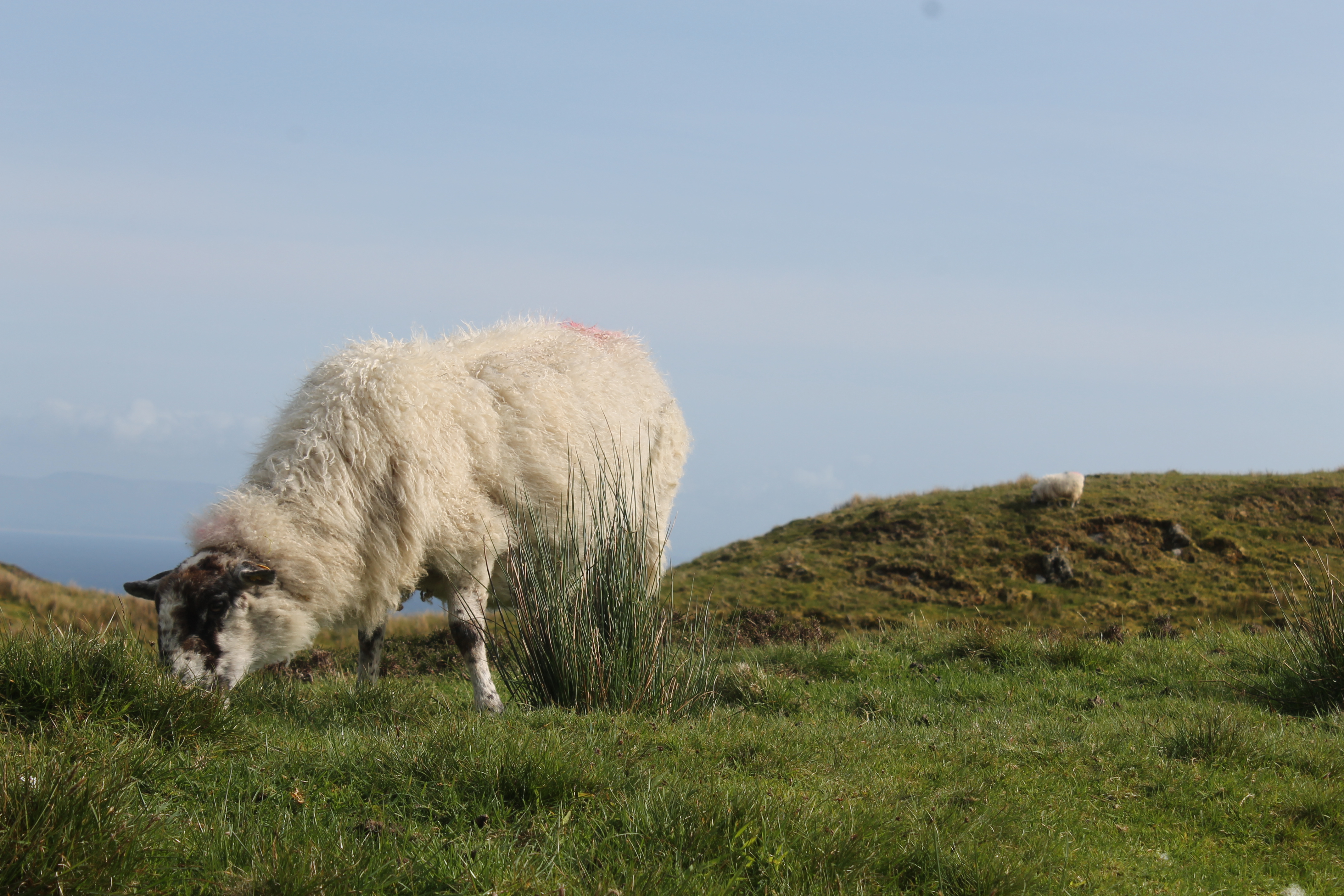 Discover the world of heritage Donegal yarns by Debbie Bliss