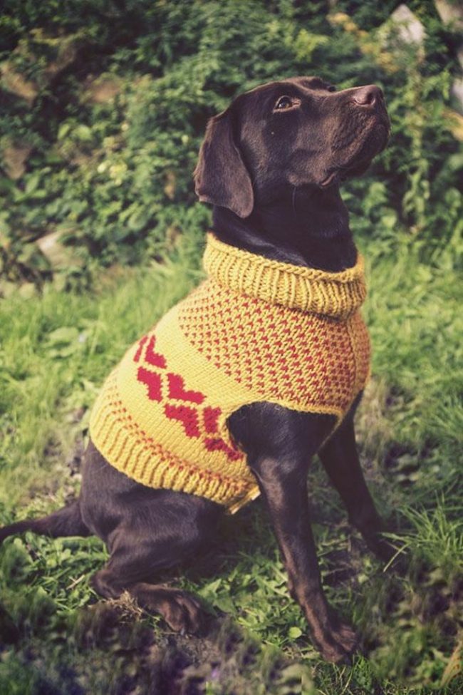 Knitted jumpers for on sale dogs