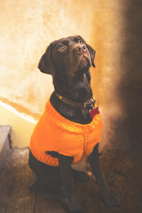 Discover pet projects by you!