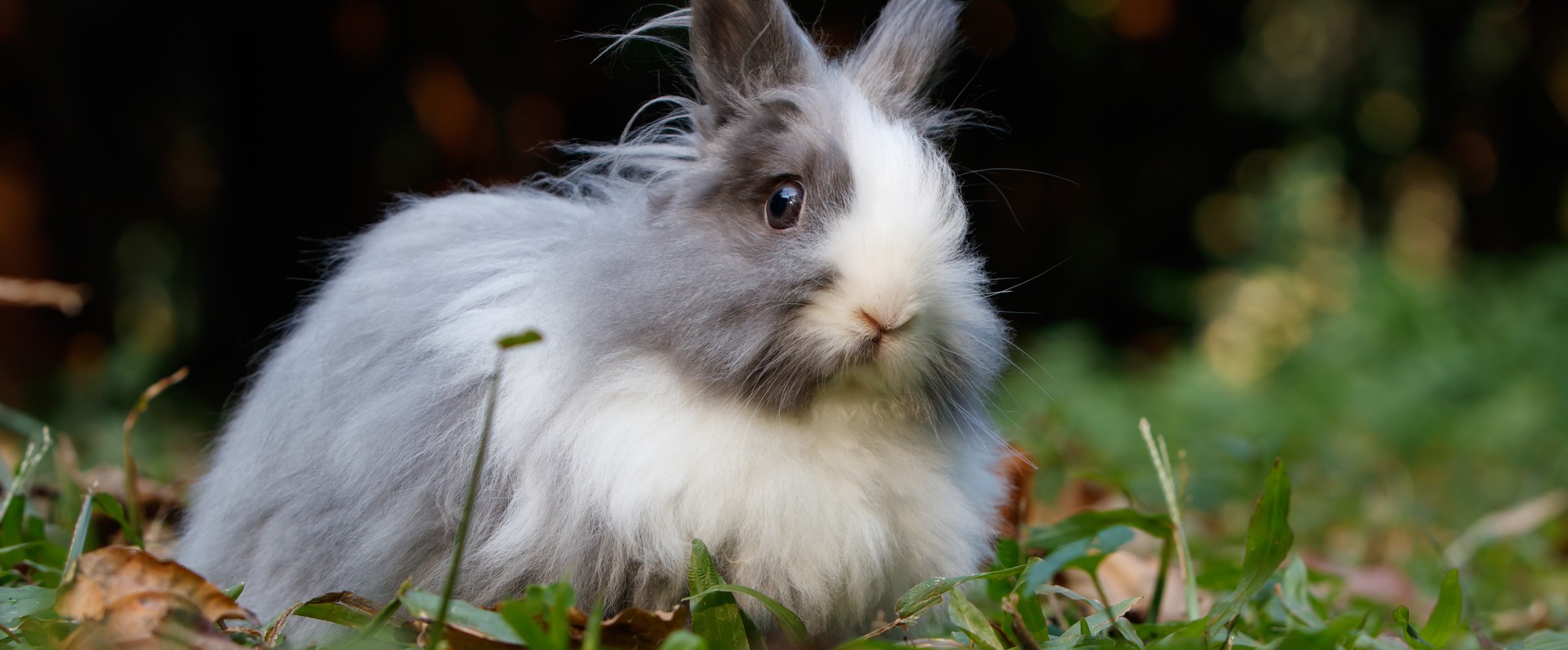 Some of the 425+ Brands That Have Banned Angora Wool | PETA