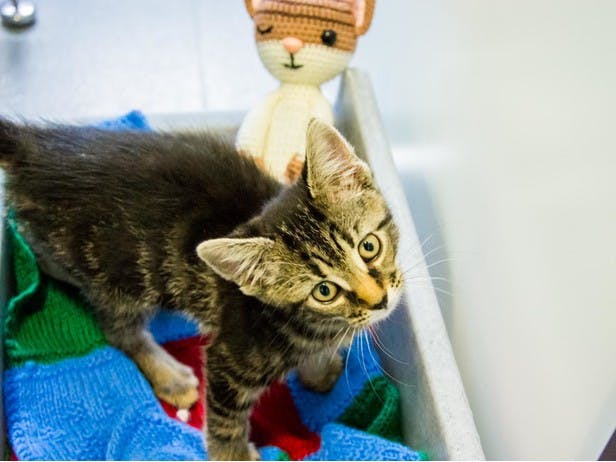 Hazel the Cat for Battersea