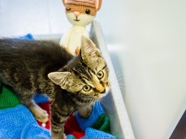 Hazel the Cat for Battersea