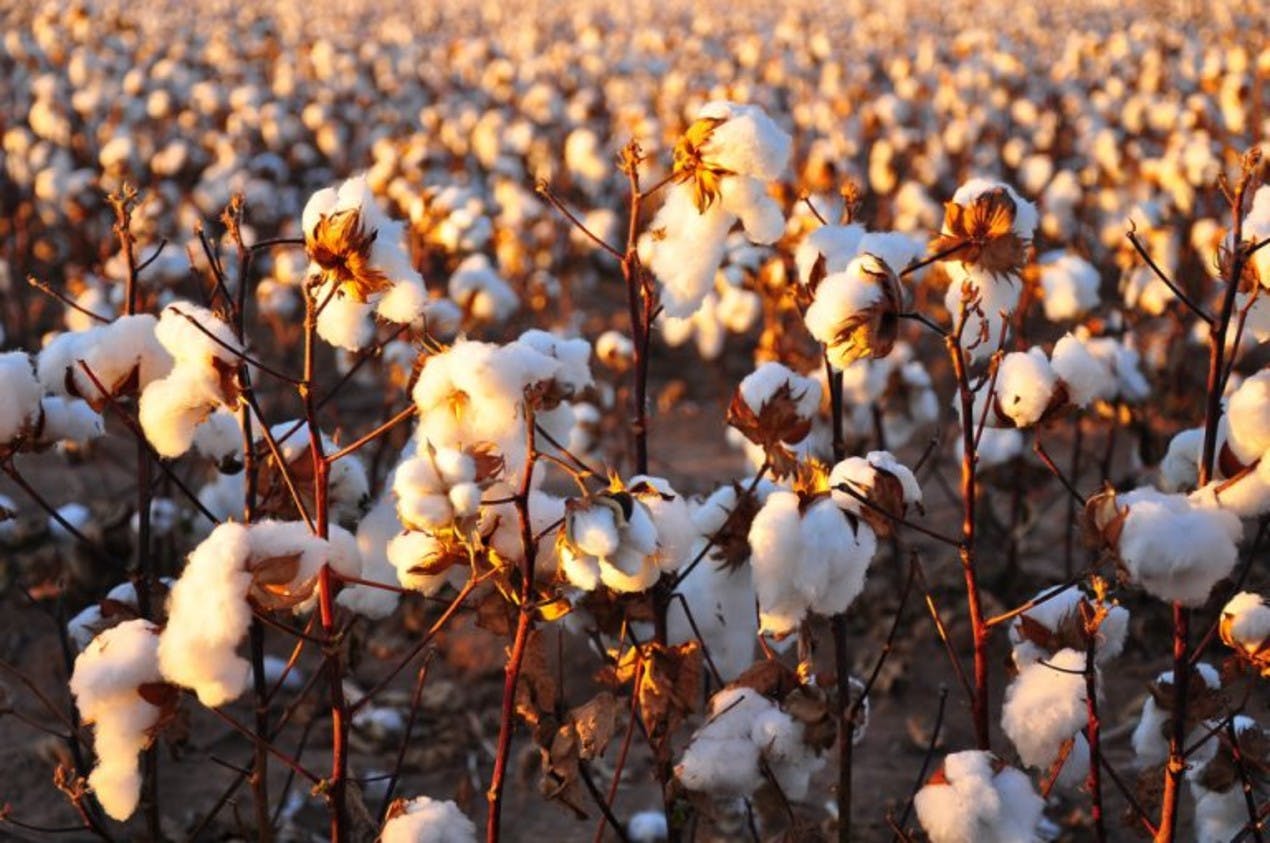 Growing cotton