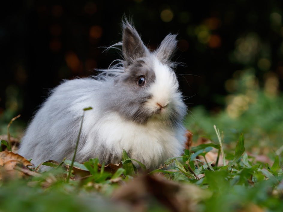 Angora wool, is it cruel?