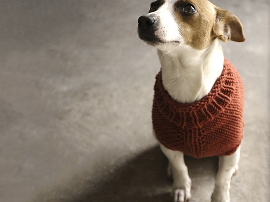 Free knitting pattern dog coat jack russell hotsell