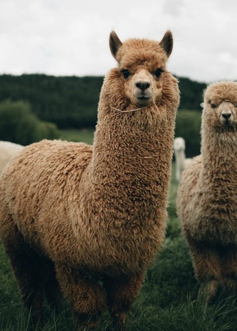 Alpaca Fibre - Everything You Need to Know | LoveCrafts